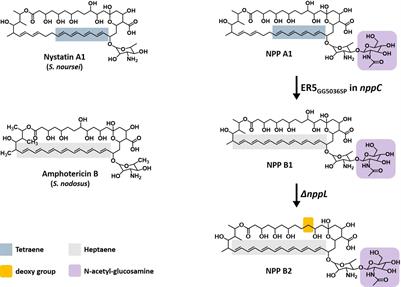 Stimulated Biosynthesis of an C10-Deoxy Heptaene NPP B2 via Regulatory Genes Overexpression in Pseudonocardia autotrophica